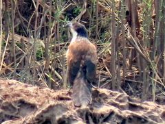 Centropus cupreicaudus