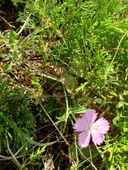 Dianthus caucaseus