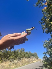 Coluber constrictor mormon