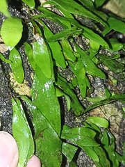 Loxogramme dictyopteris