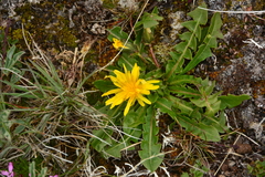 Crepidinae