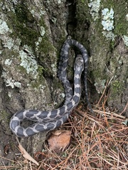 Pantherophis alleghaniensis