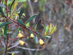 Myrceugenia lanceolata