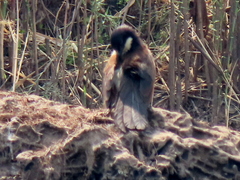 Centropus cupreicaudus