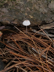 Mycena filopes