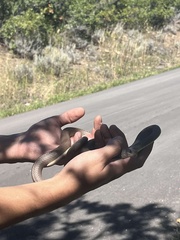 Coluber constrictor mormon