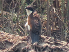 Centropus cupreicaudus