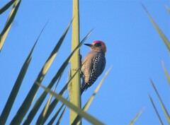 Melanerpes chrysogenys