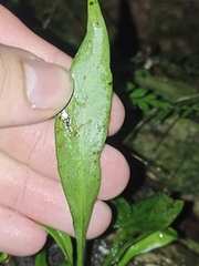 Loxogramme dictyopteris