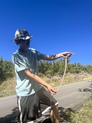 Coluber constrictor mormon