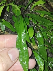 Loxogramme dictyopteris