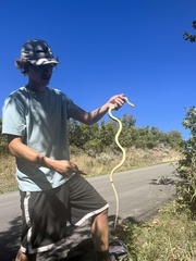 Coluber constrictor mormon