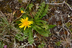 Crepidinae