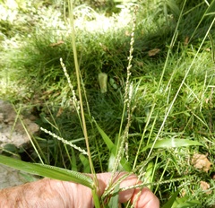 Paspalum langei