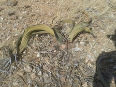Welwitschia mirabilis
