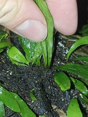 Loxogramme dictyopteris