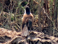 Centropus cupreicaudus