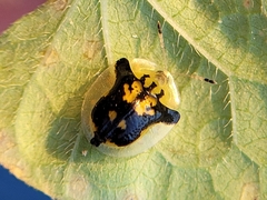 Deloyala guttata