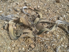 Welwitschia mirabilis image