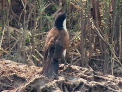 Centropus cupreicaudus