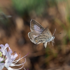 Lepidochrysops praeterita