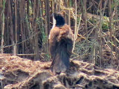 Centropus cupreicaudus