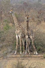 Giraffa camelopardalis giraffa