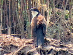 Centropus cupreicaudus