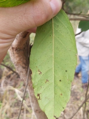 Zanha africana