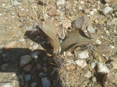 Welwitschia mirabilis image