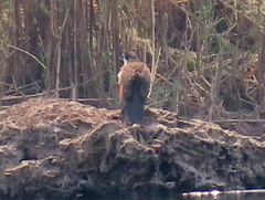 Centropus cupreicaudus