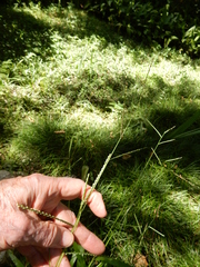 Paspalum langei