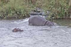 Hippopotamus amphibius
