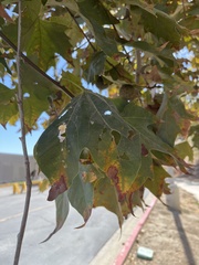 Platanus racemosa