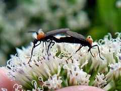 Plecia nearctica