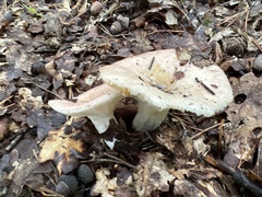 Lactarius torminosus
