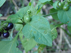 Solanum