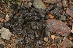Laurasiatheria