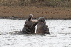 Hippopotamus amphibius