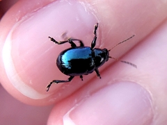 Typophorus nigritus