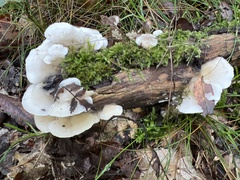 Pseudohydnum gelatinosum