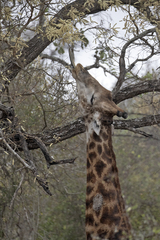 Giraffa camelopardalis giraffa
