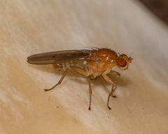 Suillia laevis