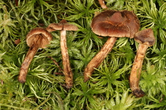 Cortinarius angelesianus