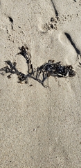 Ascophyllum nodosum