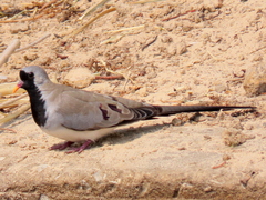 Oena capensis capensis