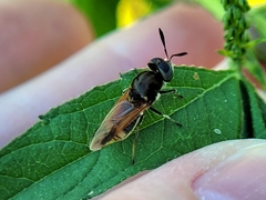 Hoplitimyia mutabilis