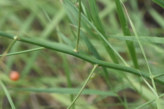 Asparagus officinalis