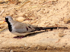 Oena capensis capensis