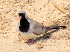 Oena capensis capensis